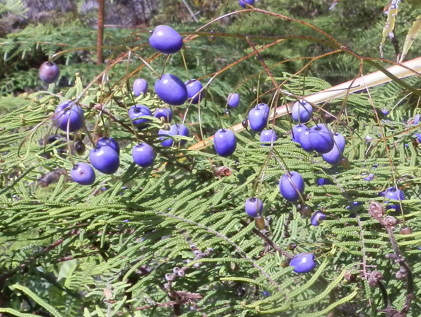 Dianella sp. (Xanthorrhoeaceae) - Nuova Zelanda